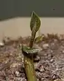 A young hass avocado shoot