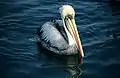 Peruvian pelican