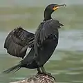 Cormorants have feathers that can get wet. This lets them to dive more easily.