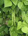 Beans as they can be commonly grown in the garden.