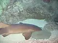 Nurse shark in an aquarium