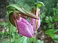 Provincial flower of Meghalaya