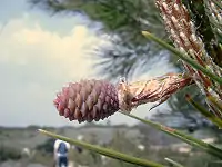 Female cone