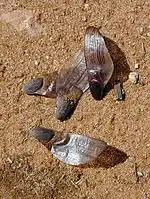 Seeds showing their wings