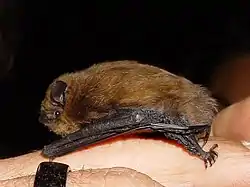 A microbat.