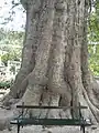 Trunk of an aged Platanus, in Trsteno, near Dubrovnik, Croatia