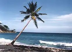 Coast of Cayo Levantado