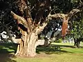 Another Pōhutukawa tree with an aerial root coming from a branch