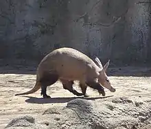 An aardvark with a proboscis