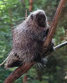 North American porcupine