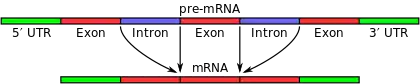 Exons and introns in pre-mRNA: forming mature mRNA by splicing. The UTRs are non-coding parts of exons at the ends of the mRNA.