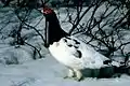 Ptarmigan