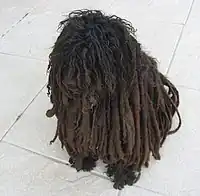 Black Puli with badly kept cords