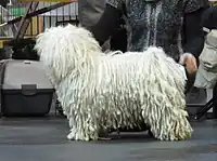 White Puli