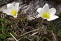 Alpine pasque-flower(Pulsatilla alpina)