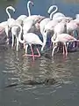 Coypu (or nutria) in the forgeground, flamingos in the back