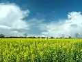 Rapeseed field in Germany (Brassica napus)