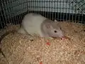 A white rat