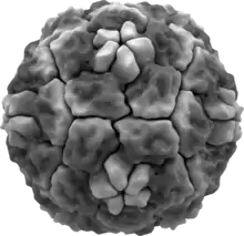 Isosurface of a human rhinovirus, showing protein spikes