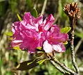 Rusty-leaved alpenrose(Rhododendron ferrugineum)