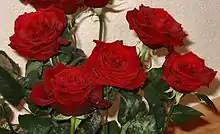 This is an image of some roses. Roses can be used for Valentine's Day. An example of use of these are as a gift.