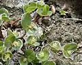 Salix herbacea, Dwarf Willow, Sweden