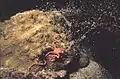 A brittle star collecting coral eggs