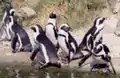 Penguins in a zoo in the Netherlands