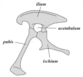 Saurischian pelvis structure (left side)