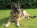 A twelve-year-old female German Shepherd