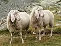 Domestic sheep