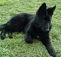 A completely black puppy