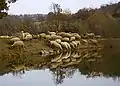 Dog herding sheep