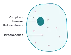 Diagram of animal cell