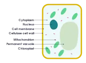 Plant cell diagram