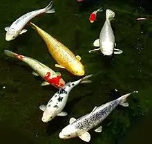 Koi