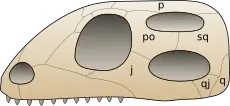 Diagram of the diapsid skull