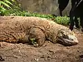 Komodo dragon, sleeping. Largest living lizard