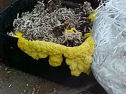 Slime mold