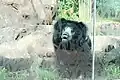 Sloth bear on the Asia Trail