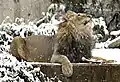 Lion at the National Zoo