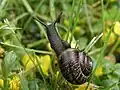 land snail