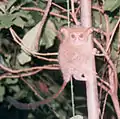 Spectral Tarsier