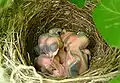 A nest of house sparrows