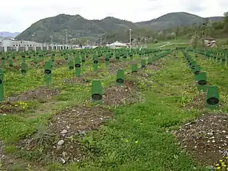 Graves for people who were re-buried after their bodies were recovered