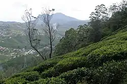 Nuwara Eliya