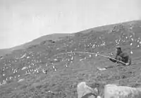 Catching puffins on St Kilda, 1898