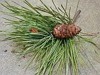 Young cone and leaves