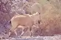 An Alpine Ibex or steinbock