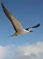 The sooty tern spends months flying at sea, returning to land only for breeding.